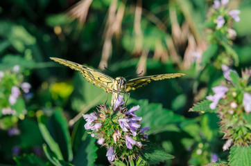 Butterfly swallowtail sits with open wings on the flower.