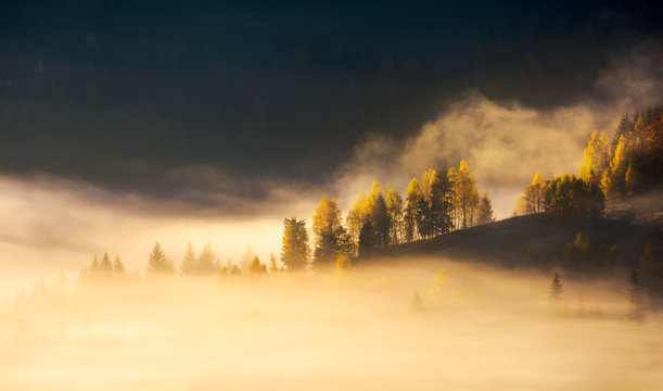 row of trees on hillside in rising fog. gorgeous scenery in mountains at sunrise. inspiring mood and colors