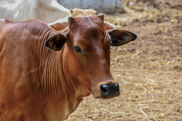 Villager's cow farm in rural Thailand, Southeast Asia.