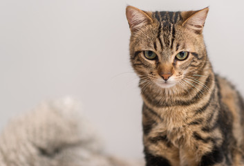 Beautiful domestic cat at home