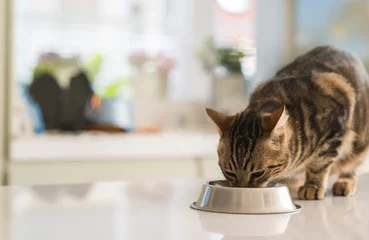 Foto op Plexiglas Mooie katachtige kat die op een metalen kom eet. Schattig huisdier. © Krakenimages.com