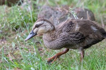 The baby birds of Grey duck in the Toneri park in Tokyo, Japan / Toneri park is a public park in Tokyo