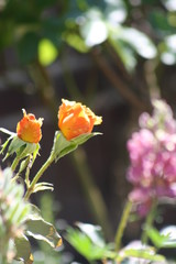 Rosenknospe