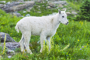 Fototapeta premium Two mountain goats mother and kid in green grass field, Glacier National Park, Montana