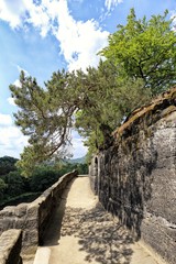 Fototapeta na wymiar Pine tree above the stone terrace on the castle