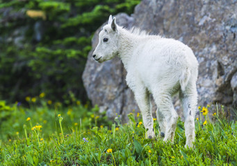 Fototapeta premium Two mountain goats mother and kid in green grass field, Glacier National Park, Montana