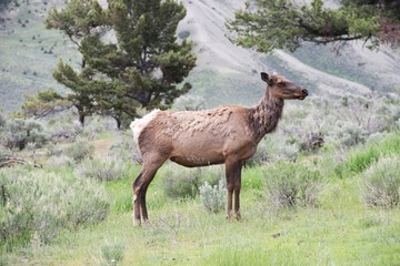 Naklejka na ściany i meble Beautiful Deer in Yellowstone NP – USA 