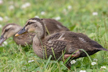 The baby birds of Grey duck in the Toneri park in Tokyo, Japan / Toneri park is a public park in Tokyo