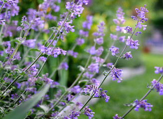Purple Mint Herb Flowers growing outdoor in a garden, mediterranean herbs for healthy food or organic kitchen, close up