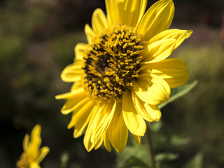 Sonnenblume Sun Flower
