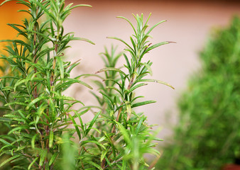 Rosemary Herb growing outdoor in a garden, mediterranean herbs for healthy food or organic kitchen, close up