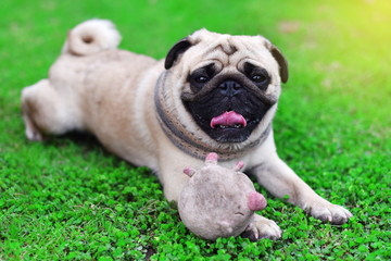 Cute young Pug stay alone in garden, close up
