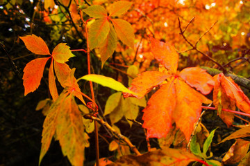 Autumn colorful bright trees  background. Bright leaves, copy space