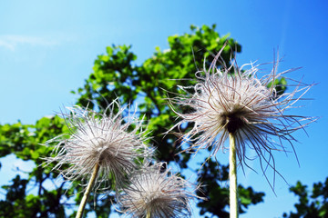 Mountain plant, oreogeum montanum