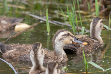 The baby birds of Grey duck in the Toneri park in Tokyo, Japan / Toneri park is a public park in Tokyo