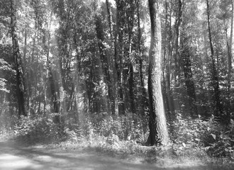 Black and white summer forest landscape background