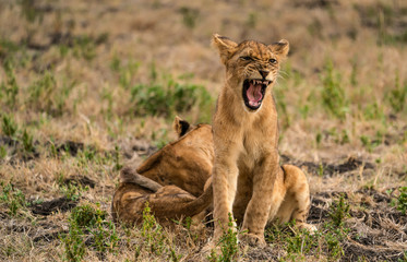 Auch das Gähnen muss gelernt sein