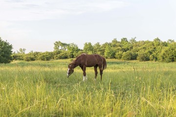 horse grazing on pasture