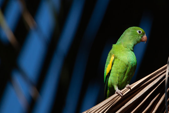 Little cute creatures: a bright plain parakeet (Brotogeris tirica) perched on a palm tree. Green and Yellow Brazilian birds.