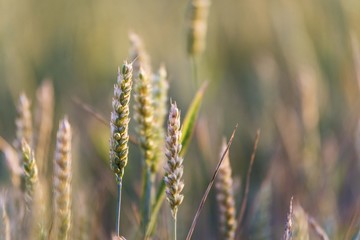 Close up of wheat plant. wheat field background