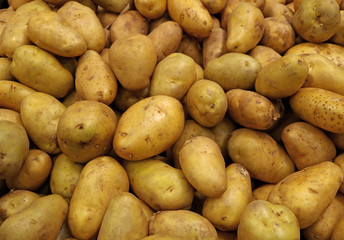 Pile of Law Potatoes for Background or Banner 
