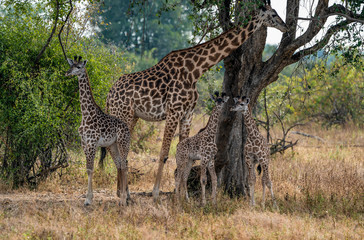 Vereinte Giraffen Familie