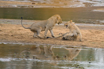 Yonung Male Lions Playing
