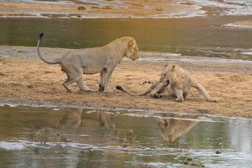 Yonung Male Lions Playing