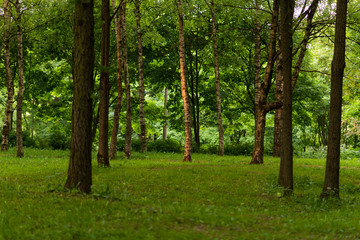 Birch in an evening Park
