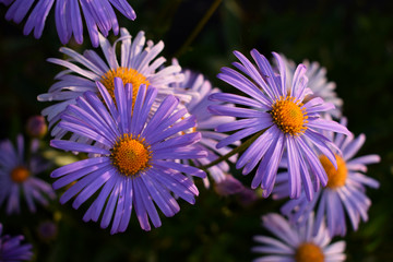 Flowering alpine aster in the garden, Summer