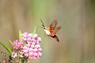Hummingbird moth searching for nectar