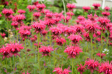 Blooming pink monarda  in the garden, Summer