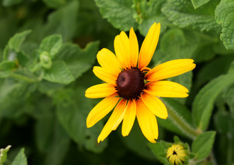 Flowering Rudbeckia in the garden, Summer