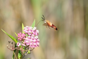 Hummingbird moth collecting nectar