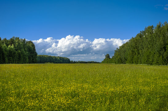 Field and forest by summer