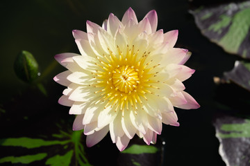 Pink lotus with yellow stamens taken from above in lotus pond.