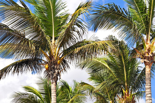 Tropical coconut palm trees. Blue sky with white clouds. Concept of a freedom, calm, vacation, summer.