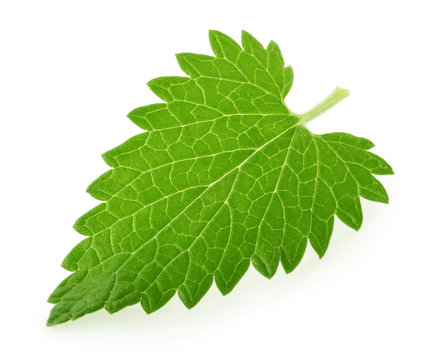 Lemon Balm Melissa Leaf Isolated On White