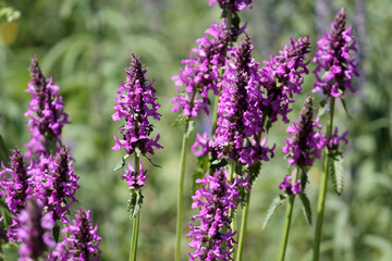Flowers of Stachys officinalis or purple betony