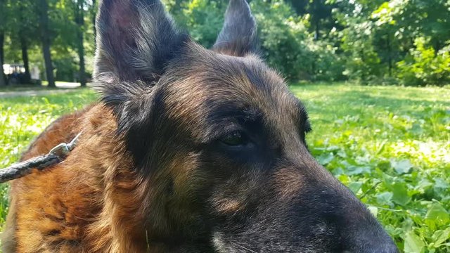 Old barking german shepherd dog close up portrait