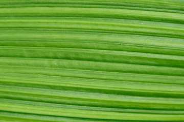 Close-up pattern of green leaf