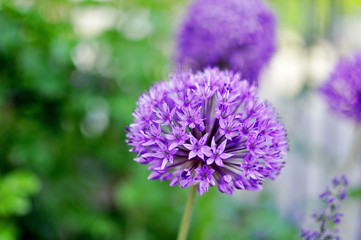 Purple flowers of allium with green blurred background, close up, color of the year