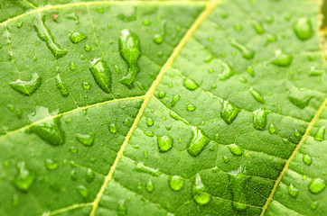 Rain drops on the leaf in the rainy weather (close up)
