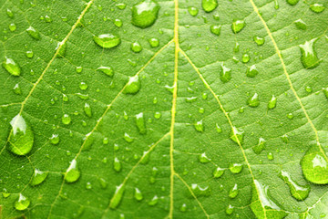 Rain drops on the leaf in the rainy weather (close up)