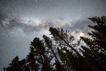 Pine trees silhouette Milky Way night sky