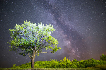 Green tree Milky way night sky