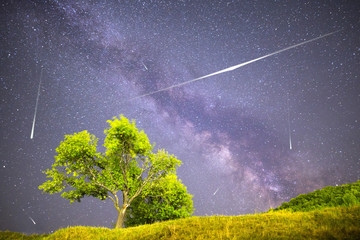 Green tree Milky way night sky falling stars