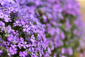 Fototapeta premium A lot of small purple flowers with blurred background