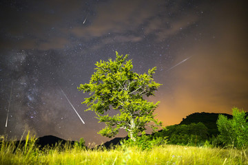 Green tree Milky way Meteor Shower