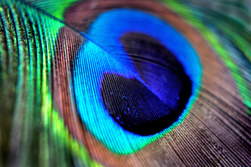 Peacock Feather in macro for background or wallpaper. Blue green teal brown.